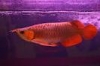 Top Quality SuperRed Arowana fishes and others for sale