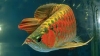 Top-Quality-SuperRed-Arowana-fishes-and-others-for-sale