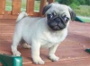 Cute-female-and-Male-Pug-puppies-for-adoption