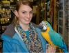 Affectionate-Blue-and-Gold-Macaw-For-Rehoming-
